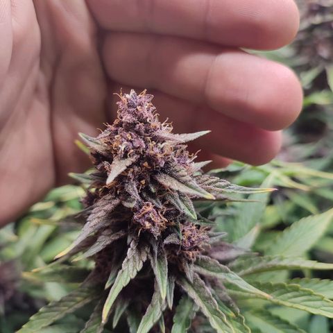 Dark Devil Auto #2 growlog photo: Smells like citrus! Looks amazing 