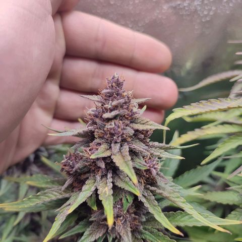 Dark Devil Auto #2 growlog photo: Smells like citrus! Looks amazing 