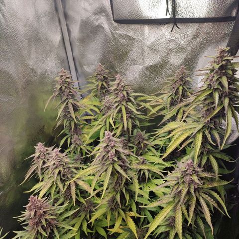 Dark Devil Auto #3 growlog photo: Smells like citrus and earth. Amazing color!