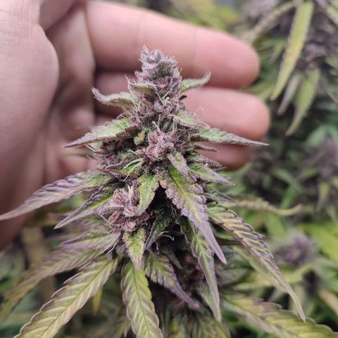 Dark Devil Auto #3 growlog photo: Smells like citrus and earth. Amazing color!