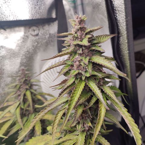 Dark Devil Auto #3 growlog photo: Smells like citrus and earth. Amazing color!