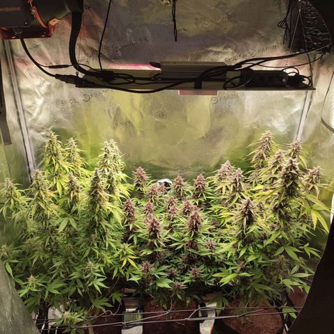 Dark Devil Auto #3 growlog timeline photo