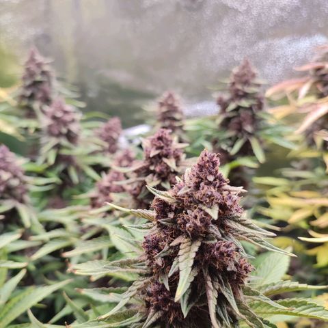 Dark Devil Auto #2 growlog timeline photo