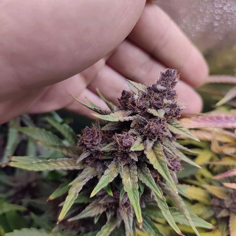 Dark Devil Auto #2 growlog timeline photo