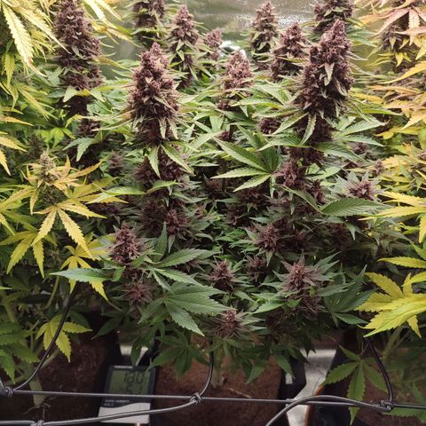 Dark Devil Auto #2 growlog timeline photo