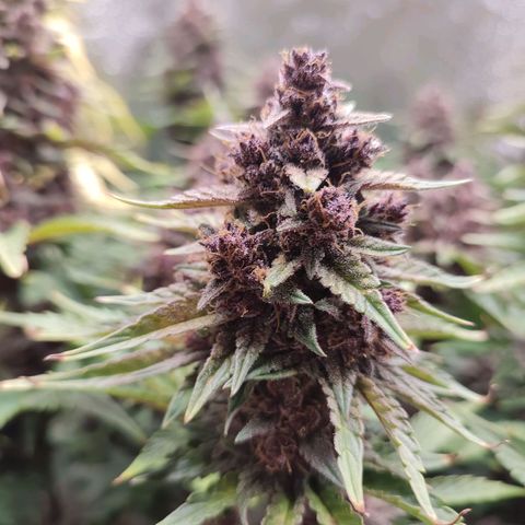 Dark Devil Auto #2 growlog timeline photo