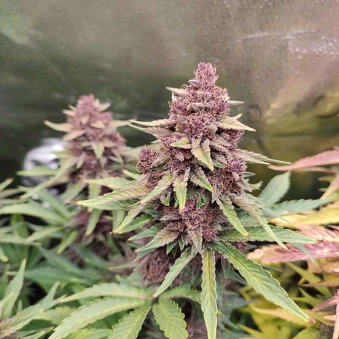 Dark Devil Auto #2 growlog timeline photo