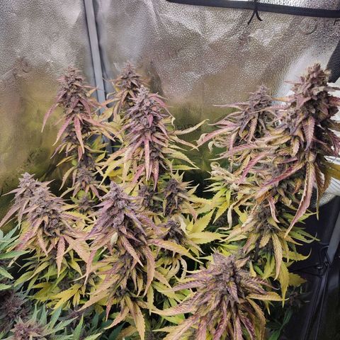 Dark Devil Auto #3 growlog photo: Wow