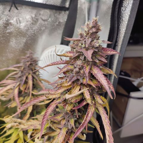 Dark Devil Auto #3 growlog photo: Wow