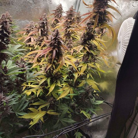 Dark Devil Auto #3 growlog photo: Wow