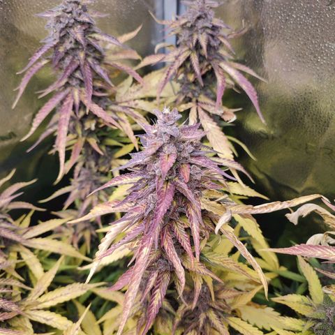 Dark Devil Auto #3 growlog photo: Wow