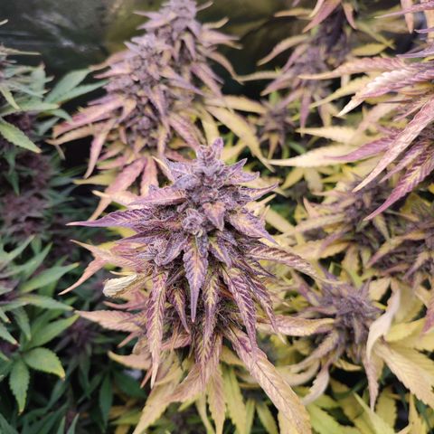 Dark Devil Auto #3 growlog photo: Wow