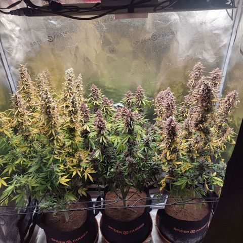Dark Devil Auto #3 growlog timeline photo