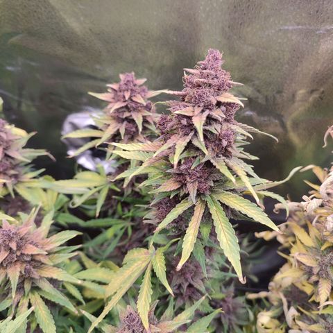 Dark Devil Auto #2 growlog timeline photo