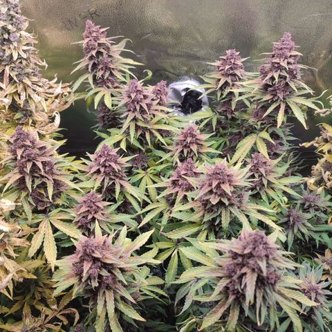 Dark Devil Auto #2 growlog timeline photo