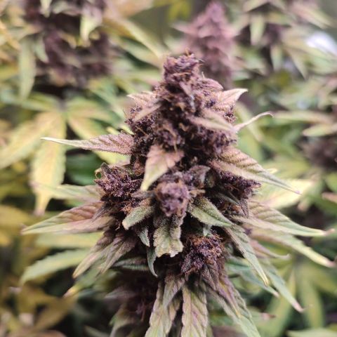 Dark Devil Auto #2 growlog timeline photo
