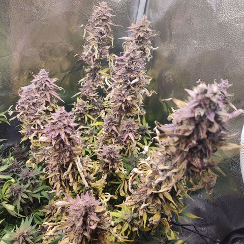 Dark Devil Auto #3 growlog timeline photo