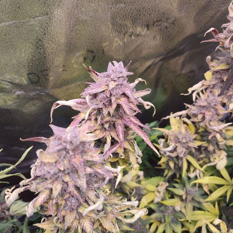 Dark Devil Auto #3 growlog timeline photo