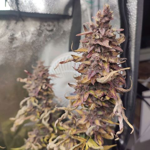 Dark Devil Auto #3 growlog timeline photo