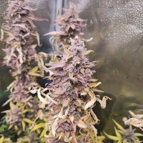 Dark Devil Auto #3 growlog timeline photo