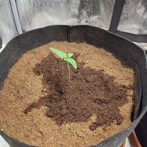 HulkBerry Automatic growlog timeline photo