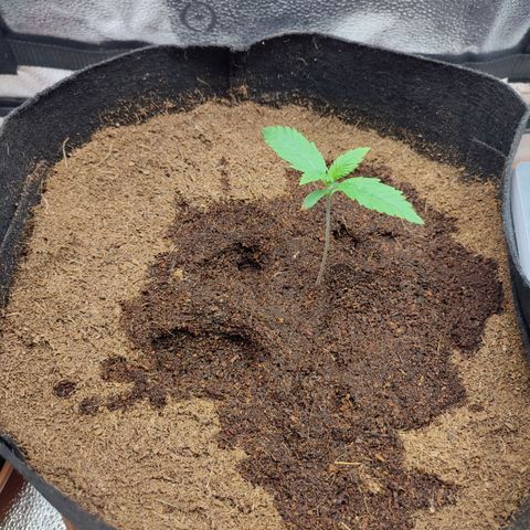Dark Devil Auto growlog timeline photo