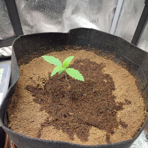 Gorilla Cookies Auto growlog timeline photo