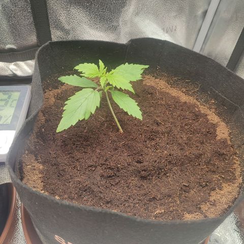 Gorilla Cookies Auto growlog timeline photo