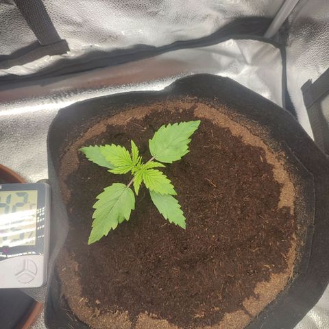 Gorilla Cookies Auto growlog timeline photo