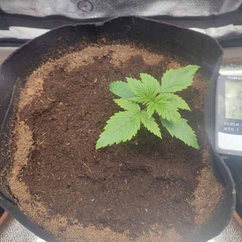 Dark Devil Auto growlog timeline photo
