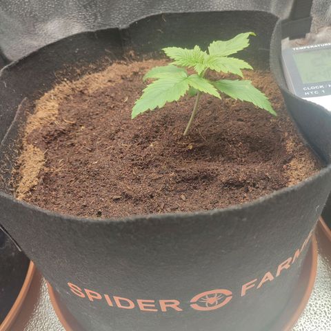 Dark Devil Auto growlog timeline photo