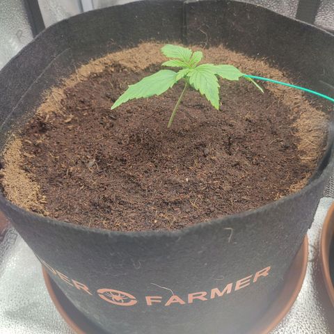 HulkBerry Automatic growlog photo: Kind of a slow start but it has my blessings!