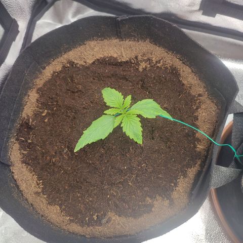 HulkBerry Automatic growlog photo: Kind of a slow start but it has my blessings!