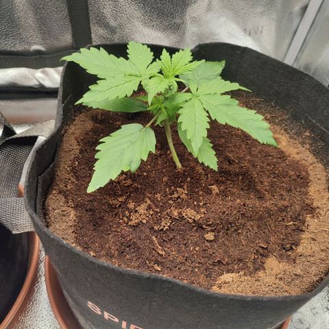 Gorilla Cookies Auto growlog timeline photo