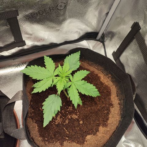 Gorilla Cookies Auto growlog timeline photo