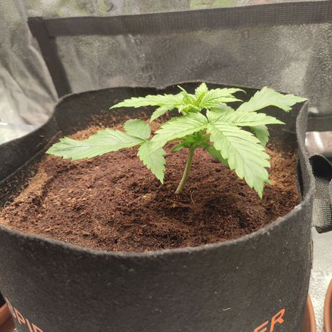 Dark Devil Auto growlog timeline photo