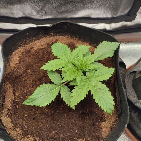 Dark Devil Auto growlog timeline photo