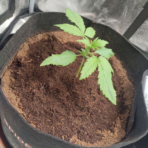 HulkBerry Automatic growlog timeline photo