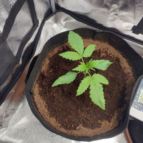 HulkBerry Automatic growlog timeline photo