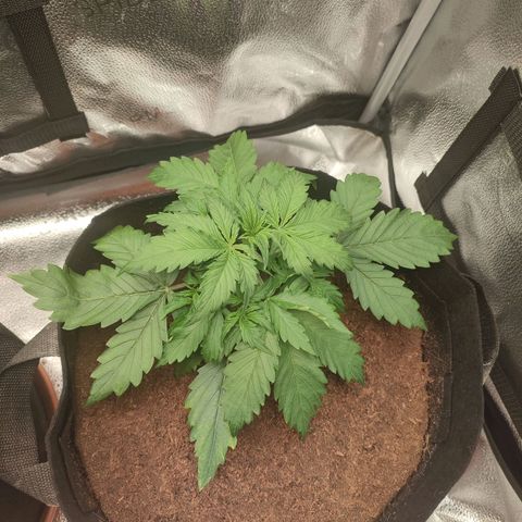 Gorilla Cookies Auto growlog timeline photo