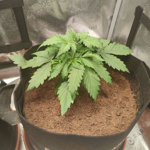 Gorilla Cookies Auto growlog photo: Lacking soil but growing well