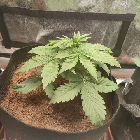 Dark Devil Auto growlog photo: Thick stems, lacking soil but growing very well