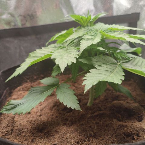 Dark Devil Auto growlog photo: Thick stems, lacking soil but growing very well