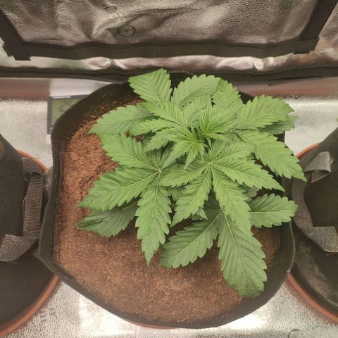 Dark Devil Auto growlog photo: Thick stems, lacking soil but growing very well