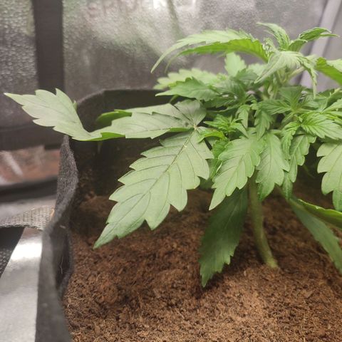 Gorilla Cookies Auto growlog timeline photo