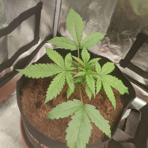 HulkBerry Automatic growlog photo: Quite lanky, yearning for more light. biggest leafspan and least denseness. Colour looks alright. Maybe in the long run this will help with training 