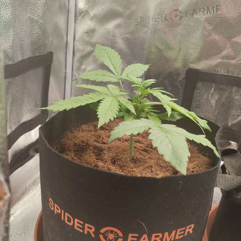 HulkBerry Automatic growlog photo: Quite lanky, yearning for more light. biggest leafspan and least denseness. Colour looks alright. Maybe in the long run this will help with training 