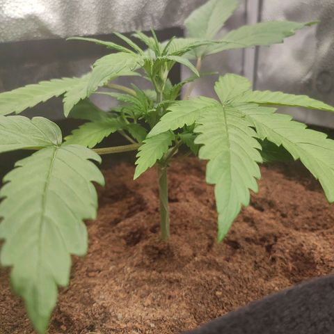 HulkBerry Automatic growlog photo: Quite lanky, yearning for more light. biggest leafspan and least denseness. Colour looks alright. Maybe in the long run this will help with training 