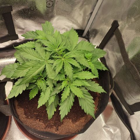 Gorilla Cookies Auto growlog timeline photo