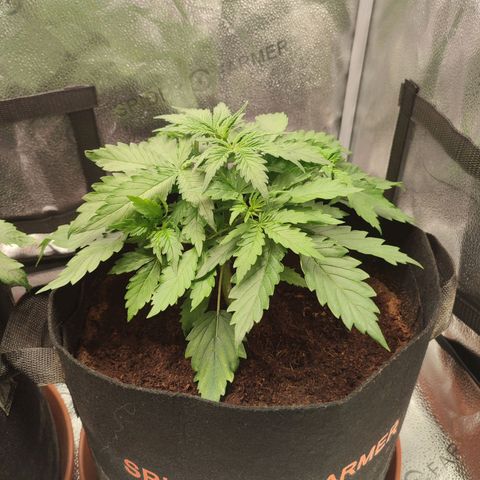 Gorilla Cookies Auto growlog timeline photo